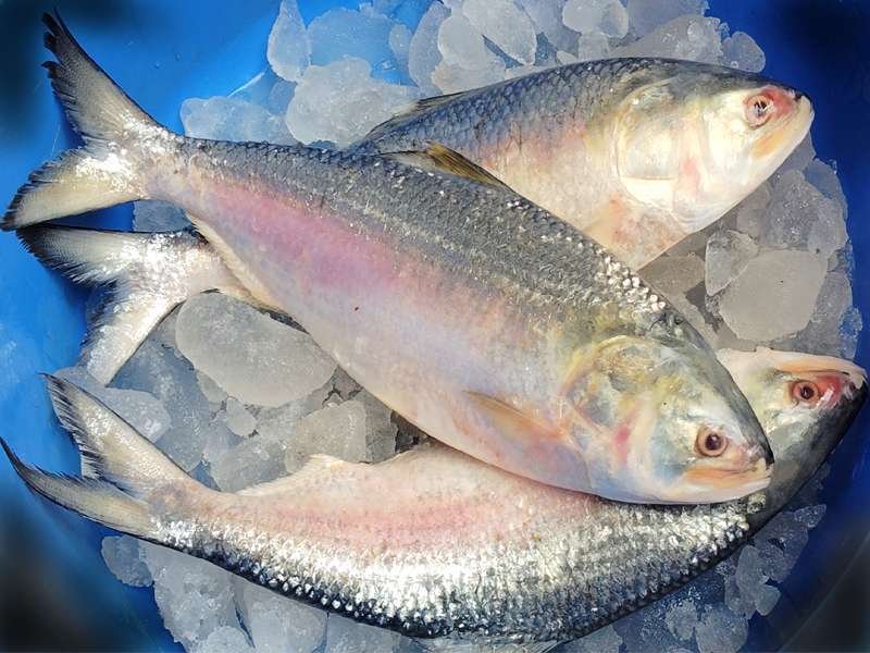 Bangladesh-ilish.jpg