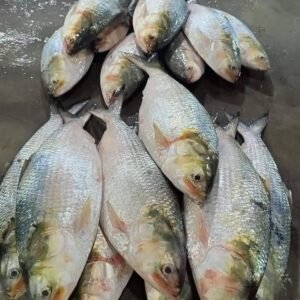 ৮ পিস মাছে ৫ কেজি