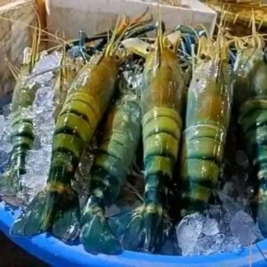১ কেজি বড় চিংড়ি
